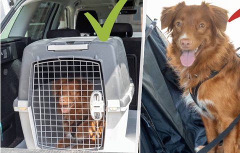 Pes volně usazený na sedačce v autě může být nebezpečný: Jak mazlíčka přepravovat bezpečně?