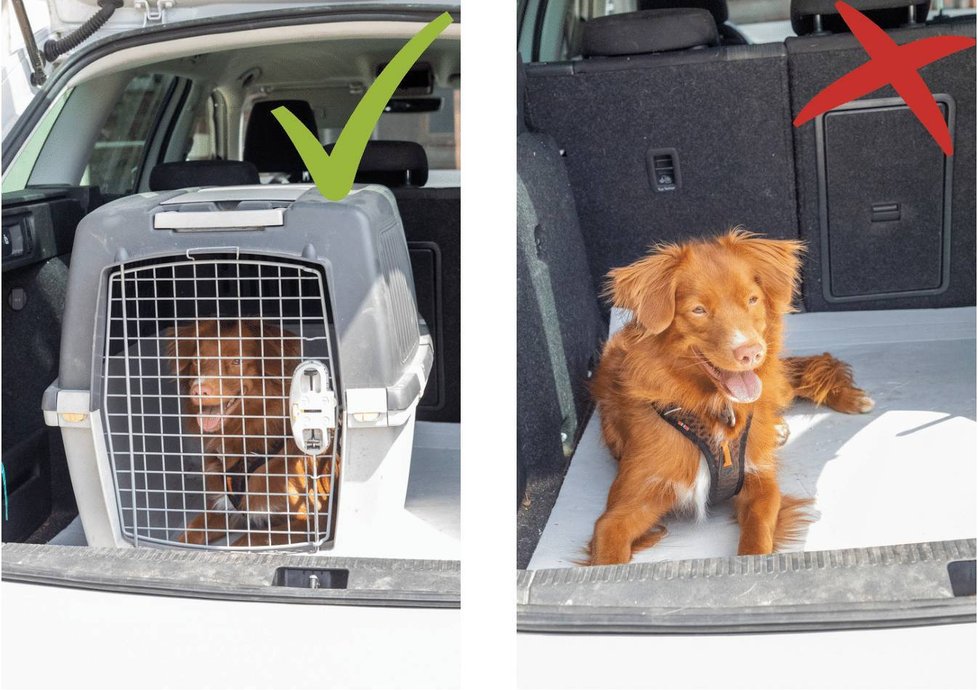 Psa lze v autě přepravovat v kufru nebo na zadních sedačkách.