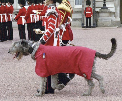 Při střídání stráží v Buckinghamském paláci