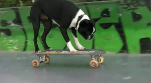 VIDEO: Skateboard je zase v kurzu. Jezdí na něm psi