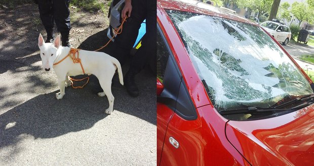 Pejsek vyskočil z druhého patra bytového domu v Pardubicích. Dopadl na osobní auto, to má rozbité čelní okno.