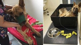 Sedmiletý chlapec prý téměř ubil psa tyčí: Zvíře bojuje o život na veterině.