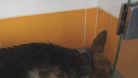 Sedmiletý chlapec prý téměř ubil psa tyčí: Zvíře bojuje o život na veterině.