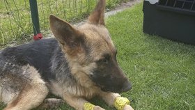 Sedmiletý chlapec prý téměř ubil psa tyčí: Zvíře bojuje o život na veterině