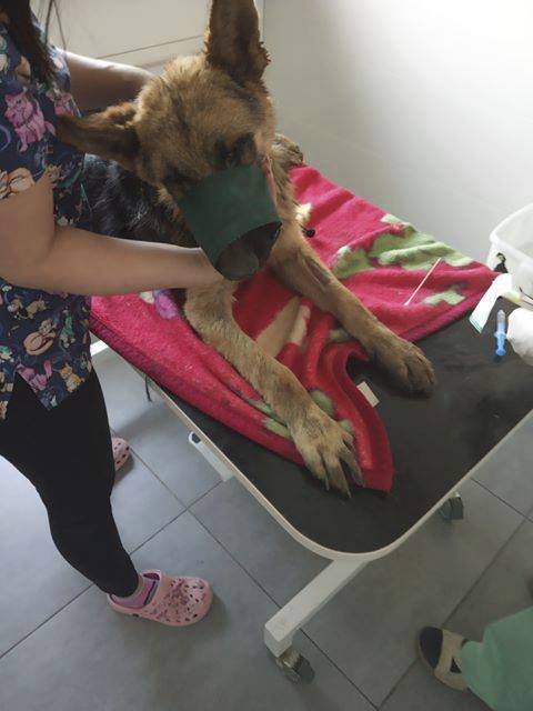 Sedmiletý chlapec prý téměř ubil psa tyčí: Zvíře bojuje o život na veterině.