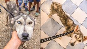 Husky je omrzel, tak ho šoupli do romské osady: Fenka se prakticky ztrácí před očima