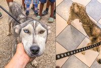 Husky je omrzel, tak ho šoupli do romské osady: Fenka se prakticky ztrácí před očima