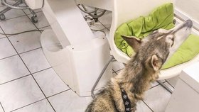 Husky je omrzel, tak ho šoupli do romské osady: Fenka se prakticky ztrácí před očima