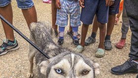 Husky je omrzel, tak ho šoupli do romské osady: Fenka se prakticky ztrácí před očima