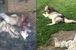 Šokující foto: Psa nám ukradli a snědli! Rodině policisté přinesli už jen kůži.