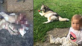 Šokující foto: Psa nám ukradli a snědli! Rodině policisté přinesli už jen kůži.