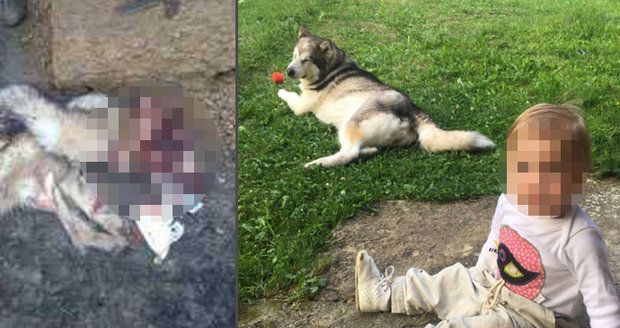 Šokující foto: Psa nám ukradli a snědli! Rodině policisté přinesli už jen kůži