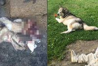 Z milovaného psa jim zbyla jen kůže: V osadě z Niny udělali psí sádlo, policie obvinila 4 muže