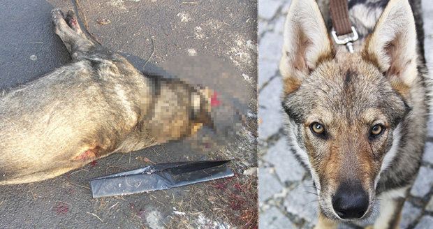 Neznámý muž zastřelil uprostřed města psa: Majitele připravil o mazlíčka za 30 tisíc