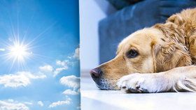 Pozor! Psi snášejí vedro hůře než lidé.
