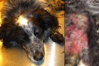 Zanedbaného psa žrali červi zaživa, veterináři mu už nedokázali pomoci