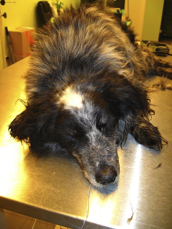 Zanedbaného psa žrali červi zaživa, veterináři mu už nedokázali pomoci.