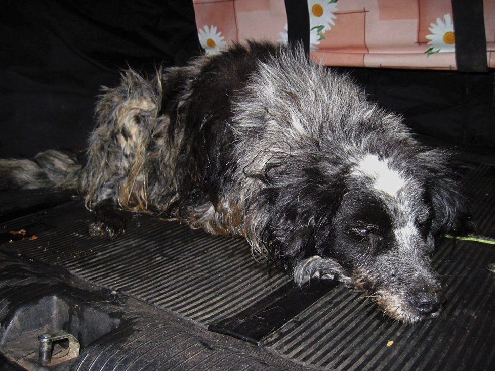 Zanedbaného psa žrali červi zaživa, veterináři mu už nedokázali pomoci.