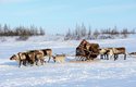 Psi provázejí sibiřské pastevce sobů i dnes