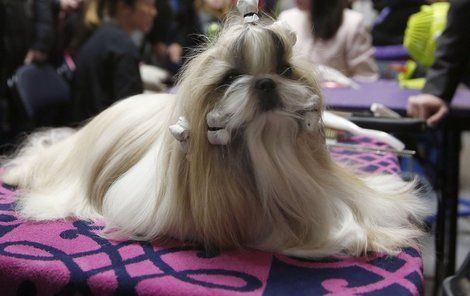 Vítěz soutěže Westminster Kennel Club Dog Show.