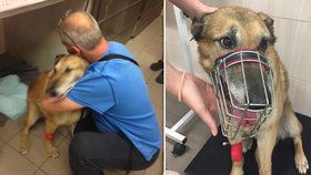 Pátrání po majiteli sraženého psa bylo úspěšné, pro Dinga si přijel na veterinu.