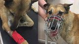 Řidič u Suchdola srazil psa a ujel: Zraněného křížence zachránili svědci nehody, teď pátrají po jeho majiteli