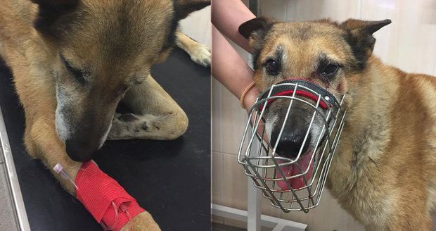 Řidič u Suchdola srazil psa a ujel: Zraněného křížence zachránili svědci nehody, teď pátrají po jeho majiteli