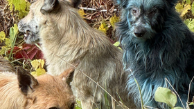 Psi s modrou srstí v Černobylu