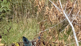 Psi s modrou srstí v Černobylu