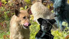 Psi s modrou srstí v Černobylu