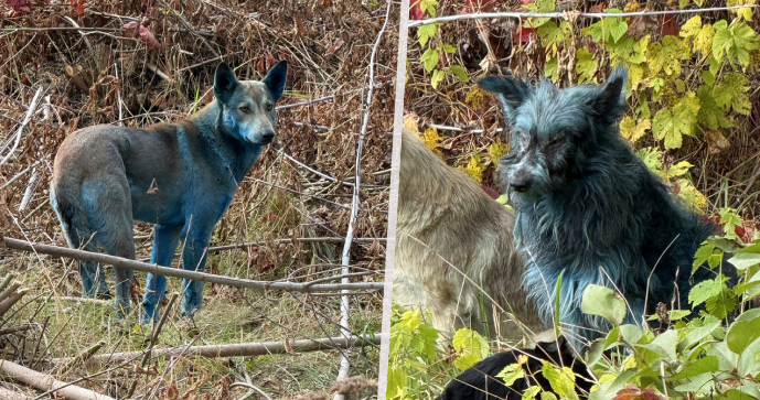 Psi s modrou srstí v Černobylu