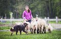První kroky obvykle vedou do košáru, kde se v uzavřeném prostoru ukáže přirozený zájem psa o ovce
