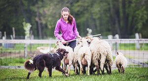 Sportovní pasení: Vedení stád dobytka jako psí sport