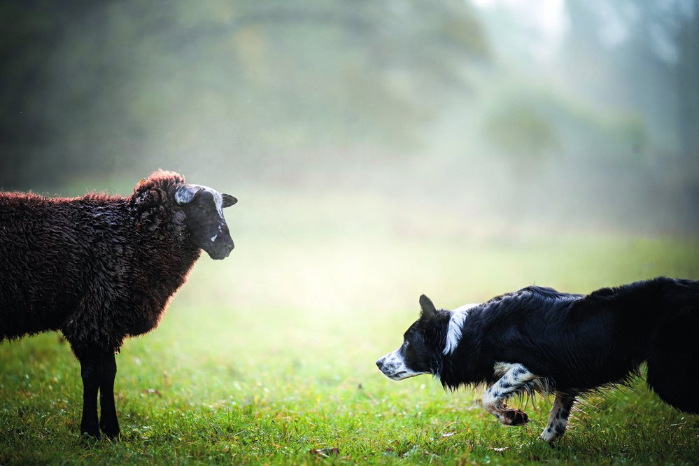 Pes se vzpurné ovce nesmí zaleknout. Border kolie mají při pasení charakteristický postoj