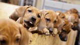 Rarita: Fena rhodéského ridgebacka porodila 17 zdravých štěňat