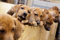 Rarita: Fena rhodéského ridgebacka porodila 17 zdravých štěňat