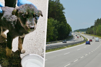 Štěňátko ujelo dva tisíce kilometrů: Pod kapotou auta! Záchrana na poslední chvíli