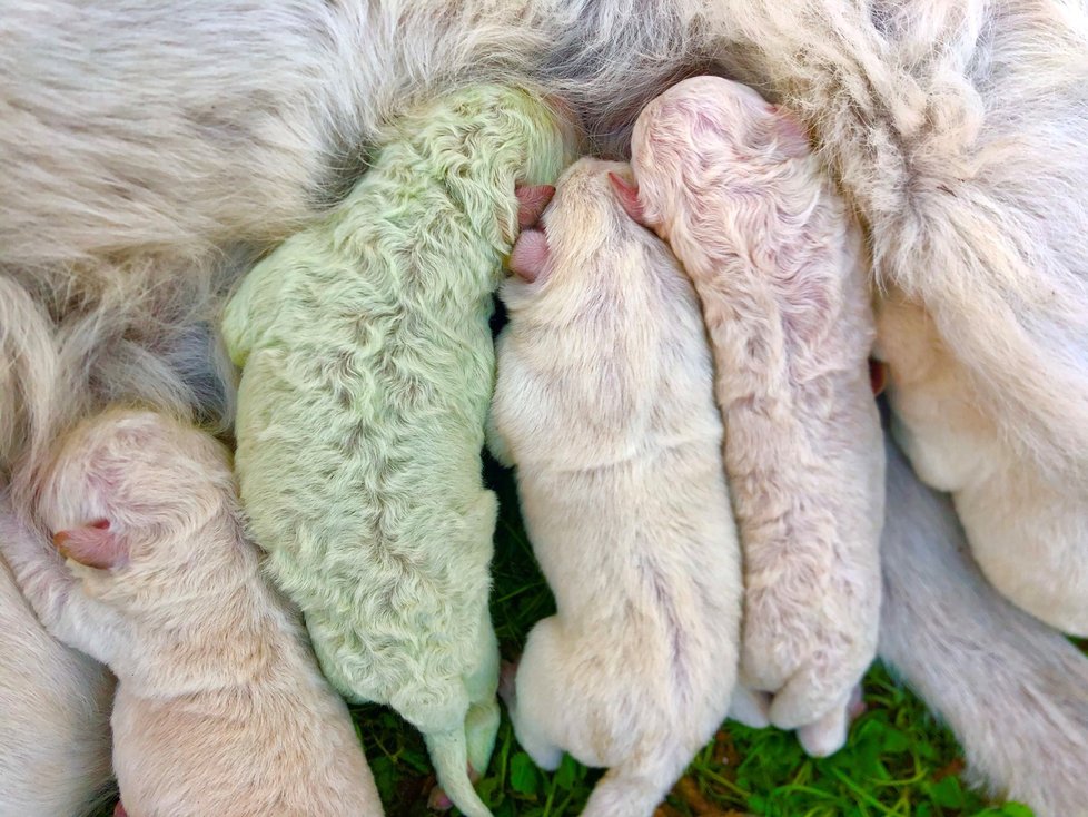 Ostatní štěňátka mají kožíšek bílý jako jejich maminka.