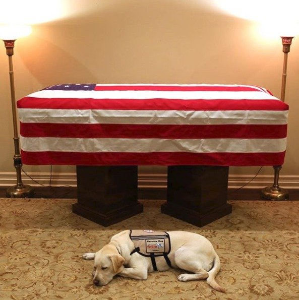 Poslední půl rok života, po smrti své manželky Barbary (†92), strávil exprezident Bush ve společnosti služebního psa Sullyho.