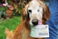 Nejlepší výmluva na světě: Pes sežral páníčkovi 500 dolarů! Stát mu je vrátil