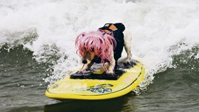 Surfařská fenka Kia (8) opět v akci!