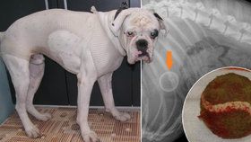 Boxer Flek sežral celý tenisák. Veterinář ho musel operovat a psovi ze žaludku míček vyndat.