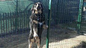 Tibetská doga surově zaútočila na ženu na Liberecku. Ta skončila v nemocnici.