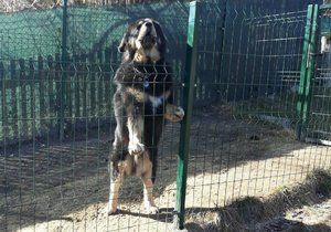 Tibetská doga surově zaútočila na ženu na Liberecku. Ta skončila v nemocnici.