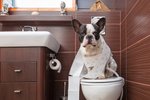 Pořád víc chovatelů psa pravidelně nevenčí, ale nechává ho dělat potřebu na pleny nebo kočičí toaletu.
