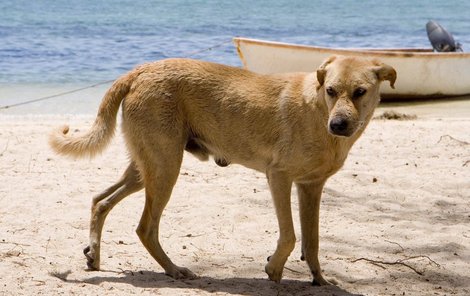 U moře dávejte pozor na toulavé psy.