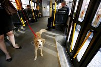 Víte, jaká pravidla platí pro psy v pražské MHD? Za porušení hrozí pokuta až 2 tisíce
