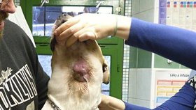 Pracovníci útulku teď chodí s Rayem k veterináři, který mu zánět čistí. Měl v ní 1,5 litru hnisu.