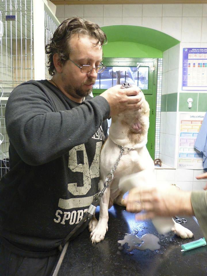 Pracovníci útulku teď chodí s Rayem k veterináři, který mu zánět čistí. Měl v ní 1,5 litru hnisu.