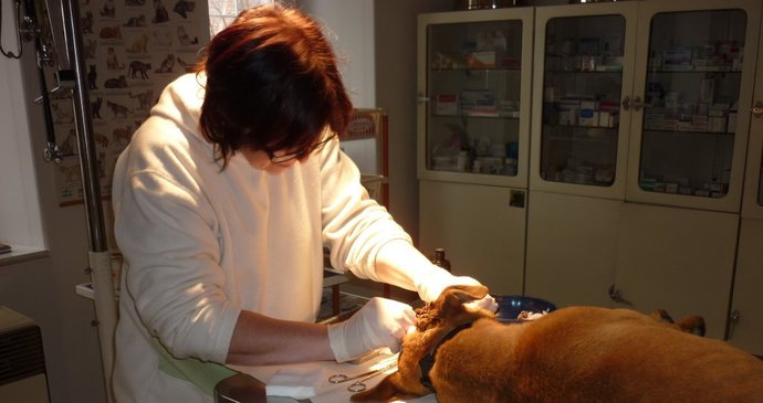 Bada operovala veterinářka Marcela Matzkeová